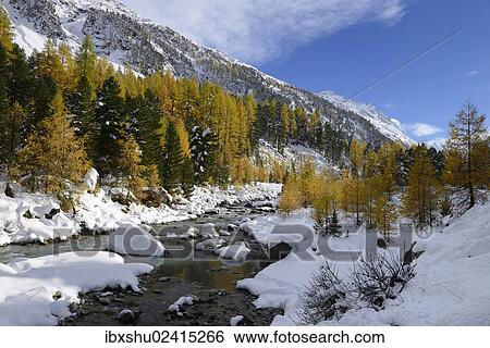 "Autumnal coloured Larch (Larix) forest in the freshly snow-covered Val Roseg valley, Pontresina, Grisons, Engadine, Switzerland, Europe" View Large Photo Image Stock Photograph - "Autumnal coloured Larch (Larix) forest in the freshly snow-covered Val Roseg valley, Pontresina, Grisons, Engadine, Switzerland, Europe". Fotosearch