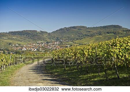 Stock Image - "Autumnal coloured vineyards and Black Forest mountains, Ebringen, Markgraflerland, Baden-Wurttemberg, Germany, Europe". Fotosearch