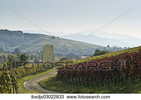 "Autumnal coloured vineyards and Black Forest mountains, Pfaffenweiler, Markgraflerland, Baden-Wurttemberg, Germany, Europe" View Large Photo Image Stock Image - "Autumnal coloured vineyards and Black Forest mountains, Pfaffenweiler, Markgraflerland, Baden-Wurttemberg, Germany, Europe". Fotosearch