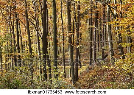 "Autumnal deciduous forest, Aggstein, Dunkelsteinerwald area, Wachau, Mostviertel region, Lower Austria, Austria, Europe" View Large Photo Image Stock Image - "Autumnal deciduous forest, Aggstein, Dunkelsteinerwald area, Wachau, Mostviertel region, Lower Austria, Austria, Europe". Fotosearch