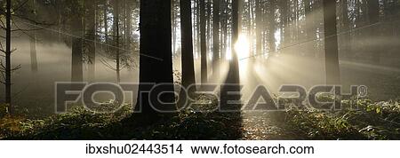 Picture - "Autumnal fog mood in a mixed forest, Horben, Aargau, Switzerland, Europe". Fotosearch