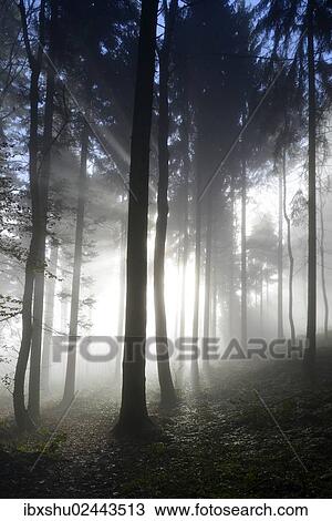 "Autumnal fog mood in a mixed forest, Horben, Aargau, Switzerland, Europe" View Large Photo Image Stock Image - "Autumnal fog mood in a mixed forest, Horben, Aargau, Switzerland, Europe". Fotosearch