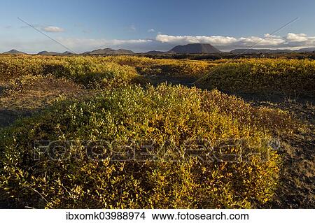 "Autumnal foliage, Myvatn area, Northeastern Region, Iceland, Europe" View Large Photo Image Picture - "Autumnal foliage, Myvatn area, Northeastern Region, Iceland, Europe". Fotosearch