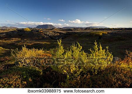 "Autumnal foliage, Myvatn area, Northeastern Region, Iceland, Europe" View Large Photo Image Stock Photography - "Autumnal foliage, Myvatn area, Northeastern Region, Iceland, Europe". Fotosearch
