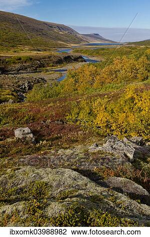 "Autumnal foliage, near Lagarfljot Lake, also Logurinn Lake, near Egilsstaoir, Eastern Region, Iceland, Europe" View Large Photo Image Stock Image - "Autumnal foliage, near Lagarfljot Lake, also Logurinn Lake, near Egilsstaoir, Eastern Region, Iceland, Europe". Fotosearch
