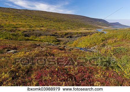 "Autumnal foliage, near Lagarfljot Lake, also Logurinn Lake, near Egilsstaoir, Eastern Region, Iceland, Europe" View Large Photo Image Stock Photo - "Autumnal foliage, near Lagarfljot Lake, also Logurinn Lake, near Egilsstaoir, Eastern Region, Iceland, Europe". Fotosearch