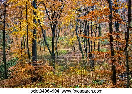 Picture - "Autumnal forest, beech (Fagus sp. ), Essen, North Rhine-Westphalia, Germany, Europe". Fotosearch
