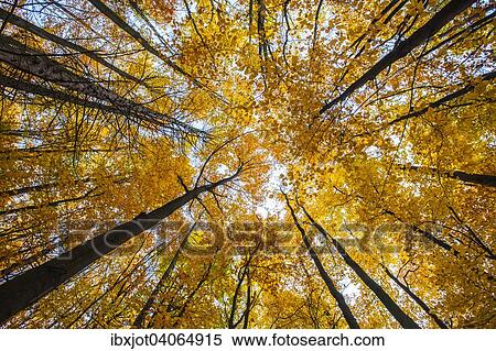 "Autumnal forest, beech (Fagus sp. ), Germany, Europe" View Large Photo Image Stock Photography - "Autumnal forest, beech (Fagus sp. ), Germany, Europe". Fotosearch