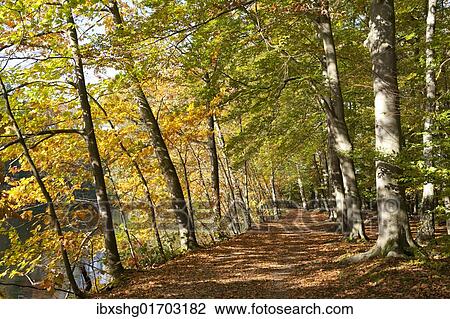 Stock Image - "Autumnal forest, Lueneburg, Lower Saxony, Germany, Europe". Fotosearch