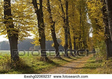 Stock Photo - "Autumnal forest, Lueneburg, Lower Saxony, Germany, Europe". Fotosearch