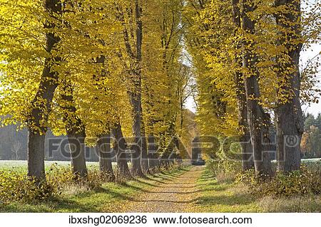 Stock Photograph - "Autumnal forest, Lueneburg, Lower Saxony, Germany, Europe". Fotosearch