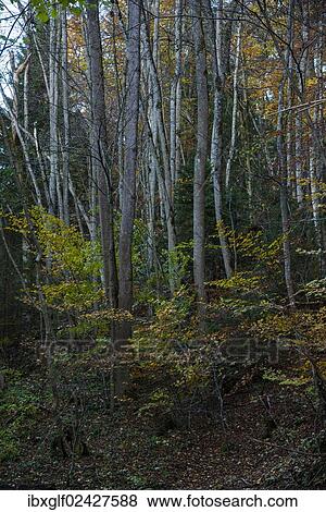 "Autumnal forest, mixed forest, Bavaria, Germany, Europe" View Large Photo Image Stock Photo - "Autumnal forest, mixed forest, Bavaria, Germany, Europe". Fotosearch