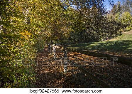 "Autumnal forest, mixed forest, Bavaria, Germany, Europe" View Large Photo Image Stock Photography - "Autumnal forest, mixed forest, Bavaria, Germany, Europe". Fotosearch