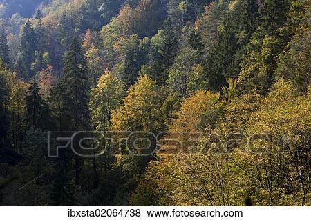 "Autumnal forest near the Scheidegger waterfalls, Allgaeu, Bavaria, Germany, Europe" View Large Photo Image Stock Photo - "Autumnal forest near the Scheidegger waterfalls, Allgaeu, Bavaria, Germany, Europe". Fotosearch