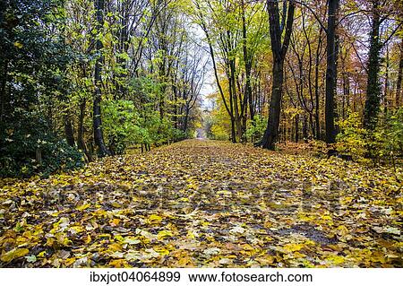 "Autumnal forest path, Essen, North Rhine-Westphalia, Germany, Europe" View Large Photo Image Stock Photo - "Autumnal forest path, Essen, North Rhine-Westphalia, Germany, Europe". Fotosearch