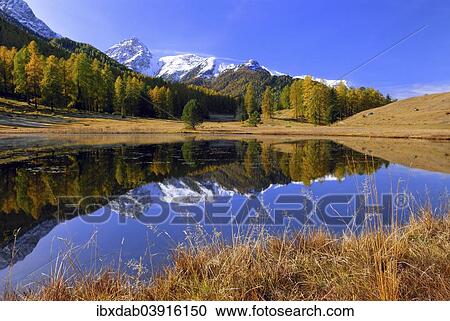 Stock Image - "Autumnal larch forest reflected in Lake Schwarzsee or Lai Nair, Scuol, Engadin, Graubunden, Switzerland, Europe". Fotosearch