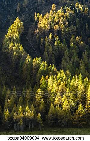 "Autumnal larch forest, Sellraintal valley, Tyrol, Austria, Europe" View Large Photo Image Picture - "Autumnal larch forest, Sellraintal valley, Tyrol, Austria, Europe". Fotosearch