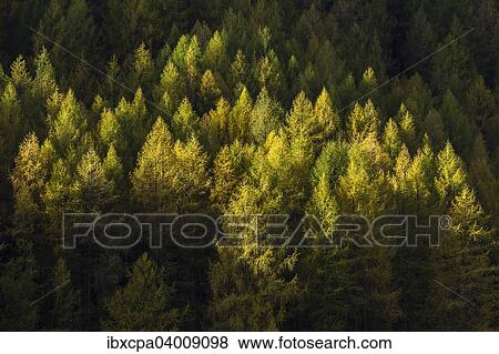 "Autumnal larch forest, Sellraintal valley, Tyrol, Austria, Europe" View Large Photo Image Stock Photo - "Autumnal larch forest, Sellraintal valley, Tyrol, Austria, Europe". Fotosearch
