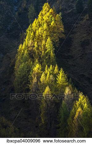 "Autumnal larch forest, Sellraintal valley, Tyrol, Austria, Europe" View Large Photo Image Stock Photograph - "Autumnal larch forest, Sellraintal valley, Tyrol, Austria, Europe". Fotosearch