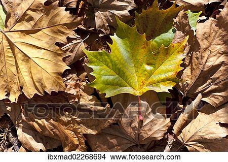"Autumnal leaves, Norway Maple (Acer platanoides), Western Springs Park, Auckland, North Island, New Zealand, Oceania" View Large Photo Image Picture - "Autumnal leaves, Norway Maple (Acer platanoides), Western Springs Park, Auckland, North Island, New Zealand, Oceania". Fotosearch