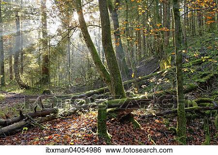 "Autumnal lowland forest, Isar, Geretsried, Upper Bavaria, Bavaria, Germany, Europe" View Large Photo Image Stock Photograph - "Autumnal lowland forest, Isar, Geretsried, Upper Bavaria, Bavaria, Germany, Europe". Fotosearch