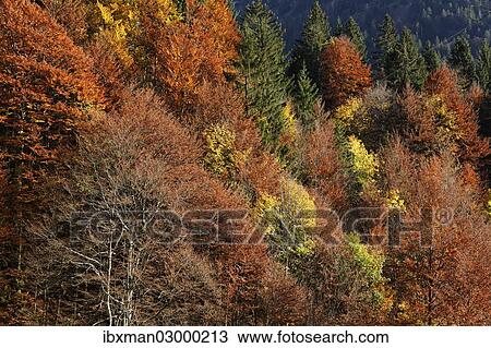 Stock Image - "Autumnal mixed forest at Hoelltobel, community of Oberstdorf, Upper Allgaeu, Allgaeu, Swabia, Bavaria, Germany, Europe, Oberstdorf, Bavaria, Germany, Europe". Fotosearch