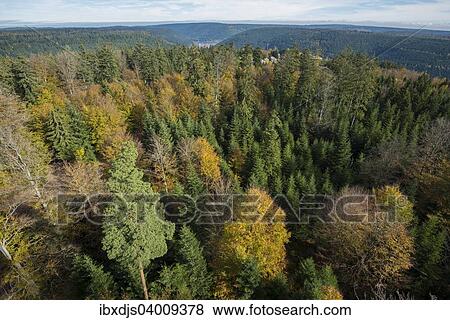"Autumnal mixed forest, bird's eye view, northern Black Forest, Baden-Wurttemberg, Germany, Europe" View Large Photo Image Stock Photo - "Autumnal mixed forest, bird's eye view, northern Black Forest, Baden-Wurttemberg, Germany, Europe". Fotosearch