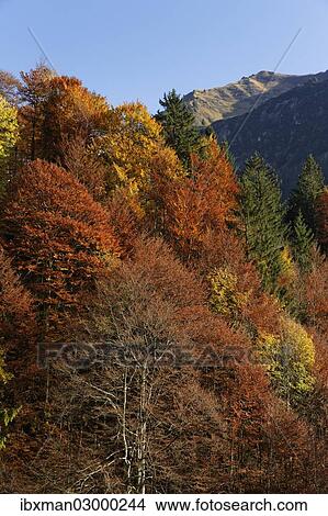 "Autumnal mixed forest, Hoelltobel valley, community of Oberstdorf, Upper Allgaeu, Allgaeu, Swabia, Bavaria, Germany, Europe, Allgau, Bad Soden-Salm, Bavaria, Germany, Europe" View Large Photo Image Picture - "Autumnal mixed forest, Hoelltobel valley, community of Oberstdorf, Upper Allgaeu, Allgaeu, Swabia, Bavaria, Germany, Europe, Allgau, Bad Soden-Salm, Bavaria, Germany, Europe". Fotosearch