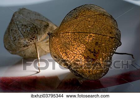 Autumnal physalis View Large Photo Image Picture - Autumnal physalis. Fotosearch