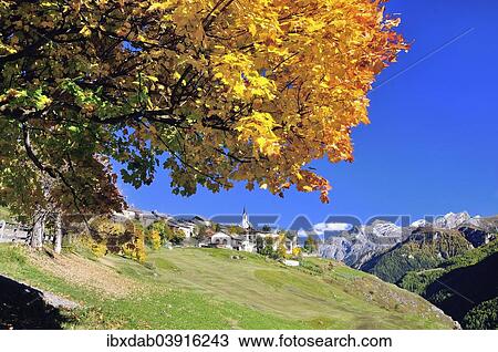 "Autumnal tree, Guarda, Lower Engadine, Graubunden, Switzerland, Europe" View Large Photo Image Stock Image - "Autumnal tree, Guarda, Lower Engadine, Graubunden, Switzerland, Europe". Fotosearch