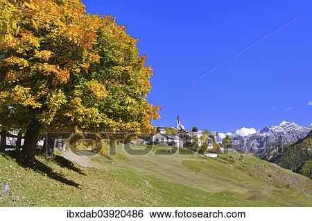 "Autumnal tree, Guarda, Lower Engadine, Graubunden, Switzerland, Europe" View Large Photo Image Stock Photograph - "Autumnal tree, Guarda, Lower Engadine, Graubunden, Switzerland, Europe". Fotosearch