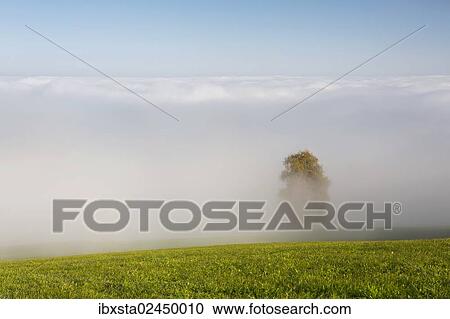 "Autumnal tree shrouded in fog at Rorschacherberg, Switzerland, Europe" View Large Photo Image Stock Image - "Autumnal tree shrouded in fog at Rorschacherberg, Switzerland, Europe". Fotosearch