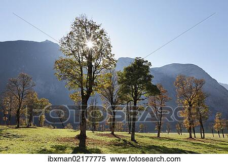 "Autumnal trees, sycamore maple (Acer pseudoplatanus), Grosser Ahornboden, pasture with maple trees, Eng-Tal valley, Risstal, Karwendel Mountains, Tyrol, Austria, Germany, Europe" View Large Photo Image Stock Photography - "Autumnal trees, sycamore maple (Acer pseudoplatanus), Grosser Ahornboden, pasture with maple trees, Eng-Tal valley, Risstal, Karwendel Mountains, Tyrol, Austria, Germany, Europe". Fotosearch