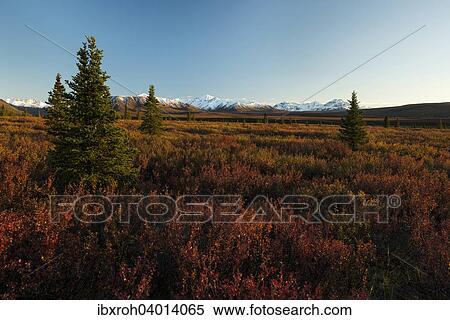 "Autumnal tundra, Denali National Park, Alaska, United States, North America" View Large Photo Image Stock Photography - "Autumnal tundra, Denali National Park, Alaska, United States, North America". Fotosearch