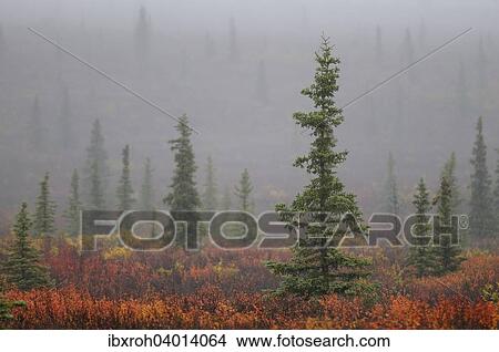 "Autumnal tundra in the fog, Denali National Park, Alaska, United States, North America" View Large Photo Image Picture - "Autumnal tundra in the fog, Denali National Park, Alaska, United States, North America". Fotosearch
