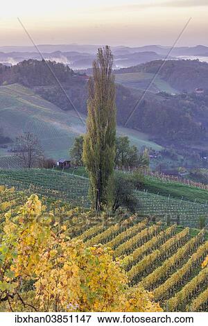 "Autumnal vineyard and poplar trees in the morning light, Ratsch an der Weinstrasse, Styria, Austria, Europe" View Large Photo Image Stock Photo - "Autumnal vineyard and poplar trees in the morning light, Ratsch an der Weinstrasse, Styria, Austria, Europe". Fotosearch