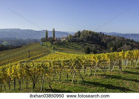 "Autumnal vineyard, Glanz an der Weinstrasse, Styria, Austria, Europe" View Large Photo Image Stock Image - "Autumnal vineyard, Glanz an der Weinstrasse, Styria, Austria, Europe". Fotosearch