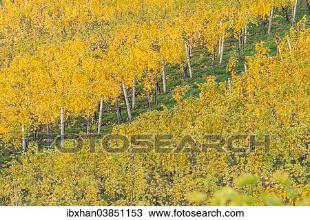 "Autumnal vineyard in morning light, Ratsch an der Weinstrasse, Styria, Austria, Europe" View Large Photo Image Stock Image - "Autumnal vineyard in morning light, Ratsch an der Weinstrasse, Styria, Austria, Europe". Fotosearch