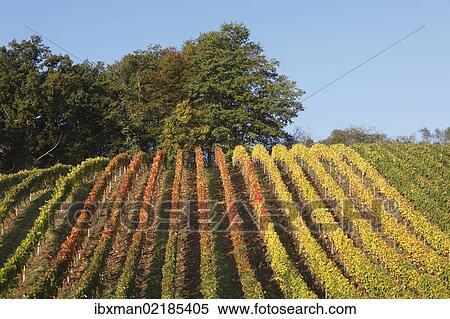 "Autumnal vineyard, Theilheimer Mainleite near Waigolshausen, Main River Triangle, Lower Franconia, Franconia, Bavaria, Germany, Europe" View Large Photo Image Stock Photography - "Autumnal vineyard, Theilheimer Mainleite near Waigolshausen, Main River Triangle, Lower Franconia, Franconia, Bavaria, Germany, Europe". Fotosearch