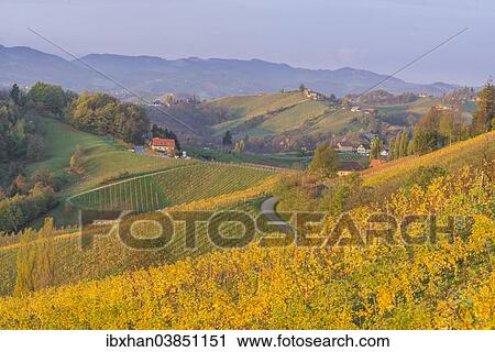 "Autumnal vineyards and farmhouses in the morning light, Ratsch an der Weinstrasse, Styria, Austria, Europe" View Large Photo Image Stock Image - "Autumnal vineyards and farmhouses in the morning light, Ratsch an der Weinstrasse, Styria, Austria, Europe". Fotosearch