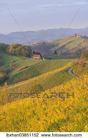 "Autumnal vineyards and farmhouses in the morning light, Ratsch an der Weinstrasse, Styria, Austria, Europe" View Large Photo Image Stock Image - "Autumnal vineyards and farmhouses in the morning light, Ratsch an der Weinstrasse, Styria, Austria, Europe". Fotosearch