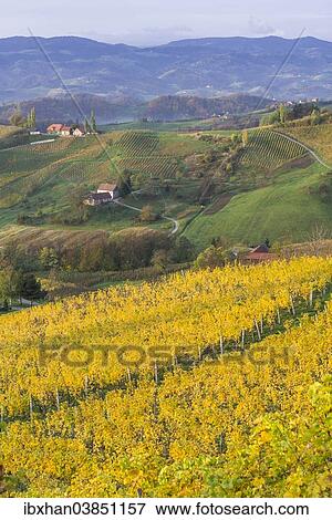 "Autumnal vineyards and farmhouses in the morning light, Ratsch an der Weinstrasse, Styria, Austria, Europe" View Large Photo Image Stock Photo - "Autumnal vineyards and farmhouses in the morning light, Ratsch an der Weinstrasse, Styria, Austria, Europe". Fotosearch