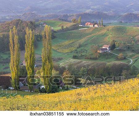 "Autumnal vineyards and farmhouses in the morning light, Ratsch an der Weinstrasse, Styria, Austria, Europe" View Large Photo Image Stock Photography - "Autumnal vineyards and farmhouses in the morning light, Ratsch an der Weinstrasse, Styria, Austria, Europe". Fotosearch