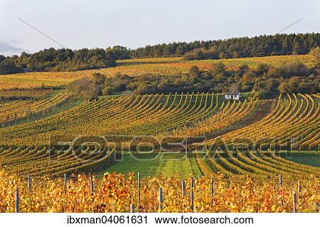 Stock Image - "Autumnal vineyards, Neckenmarkt, Mittelburgenland wine-growing region, Burgenland, Austria, Europe". Fotosearch