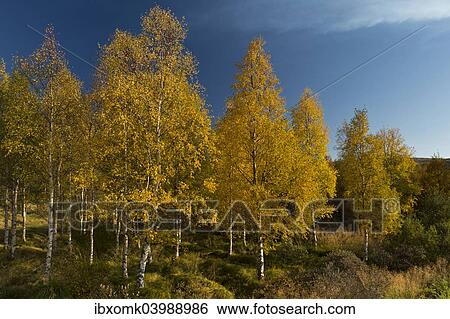 Stock Photograph - "Autumnally coloured birch trees (Betula pendula), Lake Lagarfljot, near Egilsstaoir, East Iceland, Iceland, Europe". Fotosearch