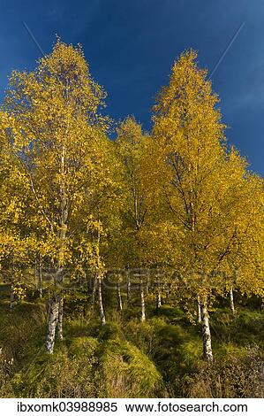 "Autumnally coloured birch trees (Betula pendula), Lake Lagarfljot, near Egilsstaoir, East Iceland, Iceland, Europe" View Large Photo Image Stock Photography - "Autumnally coloured birch trees (Betula pendula), Lake Lagarfljot, near Egilsstaoir, East Iceland, Iceland, Europe". Fotosearch