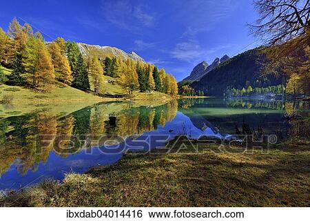 "Autumnally coloured larch trees reflected in lake Lei da Palpuogna, Albula Pass, Canton of Graubunden, Switzerland, Europe" View Large Photo Image Stock Photograph - "Autumnally coloured larch trees reflected in lake Lei da Palpuogna, Albula Pass, Canton of Graubunden, Switzerland, Europe". Fotosearch