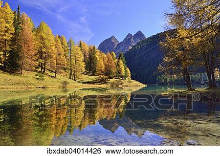 "Autumnally coloured larch trees reflected in lake Lei da Palpuogna, Albula Pass, Canton of Graubunden, Switzerland, Europe" View Large Photo Image Stock Photograph - "Autumnally coloured larch trees reflected in lake Lei da Palpuogna, Albula Pass, Canton of Graubunden, Switzerland, Europe". Fotosearch