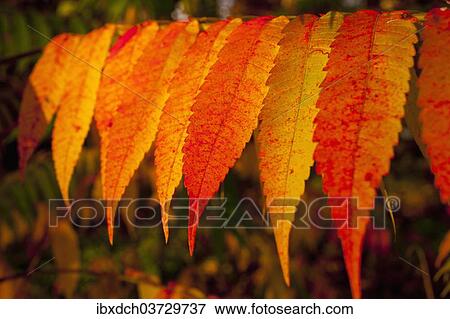 "Autumnally coloured sumac leaves, Quebec Province, Canada, North America" View Large Photo Image Stock Photo - "Autumnally coloured sumac leaves, Quebec Province, Canada, North America". Fotosearch
