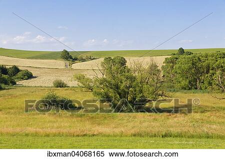 "Auwiesen Zickenbachtal marsh area, Rohr im Burgenland, Southern Burgenland, Burgenland, Austria, Europe" View Large Photo Image Stock Photography - "Auwiesen Zickenbachtal marsh area, Rohr im Burgenland, Southern Burgenland, Burgenland, Austria, Europe". Fotosearch
